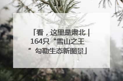 看，这里是肃北｜164只“雪山之王”勾勒生态新图景