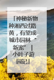 神秘新物种湘西过路黄，有望成城市园林“新宠” | 小叶子游园记