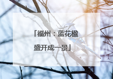 福州：蓝花楹盛开成一景