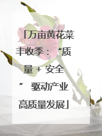 万亩黄花菜丰收季：“质量 + 安全” 驱动产业高质量发展