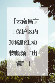 云南昌宁：保护区内珍稀野生动物频频“出镜”