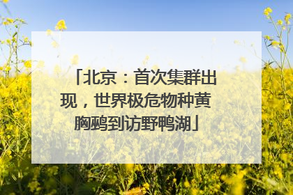 北京：首次集群出现，世界极危物种黄胸鹀到访野鸭湖
