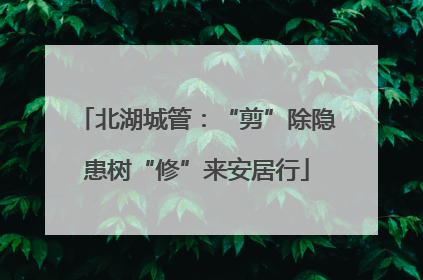 北湖城管：“剪”除隐患树“修”来安居行