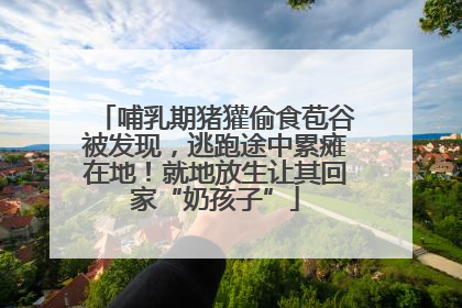 哺乳期猪獾偷食苞谷被发现，逃跑途中累瘫在地！就地放生让其回家“奶孩子”