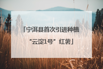 宁洱县首次引进种植“云淀1号”红薯