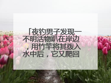 夜钓男子发现一不明活物趴在岸边，用竹竿将其拨入水中后，它又爬回岸边……