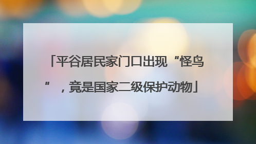 平谷居民家门口出现“怪鸟”，竟是国家二级保护动物