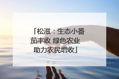 松滋：生态小番茄丰收 绿色农业助力农民增收