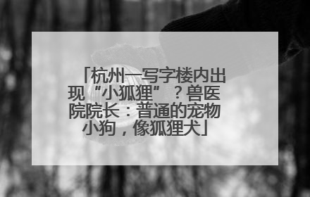 杭州一写字楼内出现“小狐狸”？兽医院院长：普通的宠物小狗，像狐狸犬
