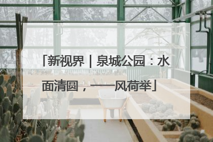 新视界｜泉城公园：水面清圆，一一风荷举