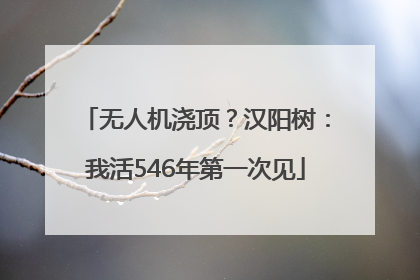 无人机浇顶？汉阳树：我活546年第一次见