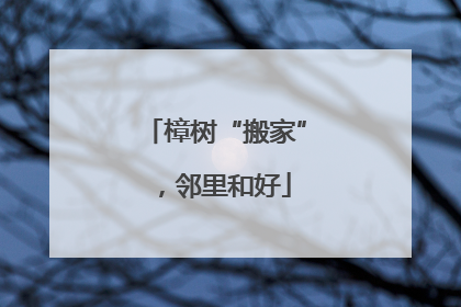 樟树“搬家”，邻里和好