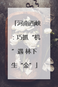河南西峡：巧抓“机”遇 林下生“金”