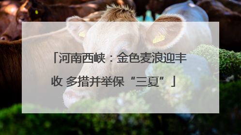 河南西峡：金色麦浪迎丰收 多措并举保“三夏”