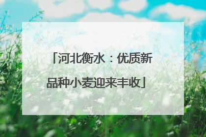 河北衡水：优质新品种小麦迎来丰收