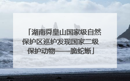 湖南舜皇山国家级自然保护区巡护发现国家二级保护动物——脆蛇蜥