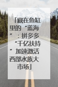 藏在鱼缸里的“蓝海”：拼多多“千亿扶持”加速激活西部水族大市场