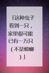 这种虫子看到一只，家里很可能已有一万只（不是蟑螂）