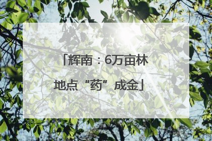 辉南：6万亩林地点“药”成金