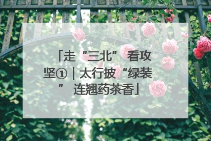 走“三北” 看攻坚①｜太行披“绿装” 连翘药茶香