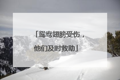 鸳鸯翅膀受伤，他们及时救助