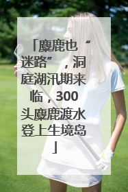 麋鹿也“迷路”，洞庭湖汛期来临，300头麋鹿渡水登上生境岛