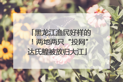 黑龙江渔民好样的！两地两只“投网”达氏鳇被放归大江